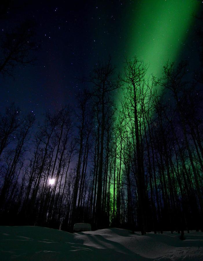 Wildmoon Home Fairbanks Dış mekan fotoğraf